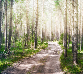 Forest road outdoor landscape