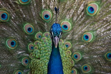 Fototapeta na wymiar peafowl peacok portrait blurred background pattern blue bird 