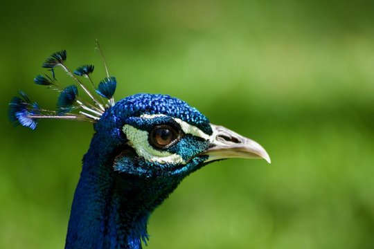 peafowl peacok portrait blurred background pattern blue bird 