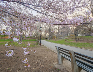 Central Park, New York City spring