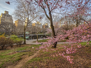 Central Park, New York City spring