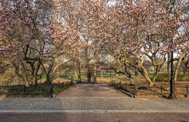 Central Park, New York City spring