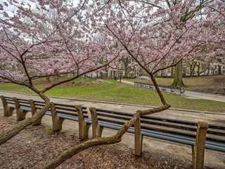 Central Park, New York City spring