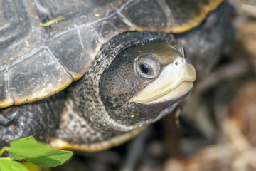 Fototapeta na wymiar closup of turtle