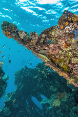 Coral reef off coast of Bali