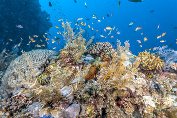 Fototapeta na wymiar Coral reef off coast of Bali