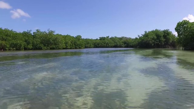 manglar bote caribe