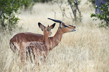 Blackfaced impala (Aepyceros melampus petersi)