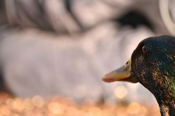 Mallard by the River