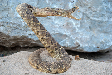 attacking coiled rattle snake in sand with rock background