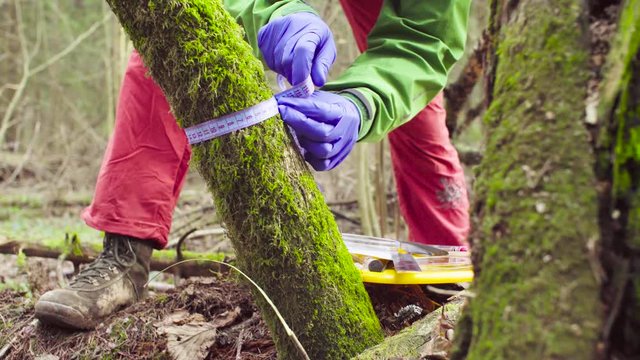 Close up woman's hands in protective gloves. Scientist ecologist in the forest measuring tree trunk, then taking samples of the moss with tweezers and putting them in a petri dish.