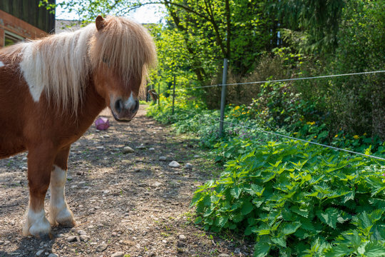 Zwergpony