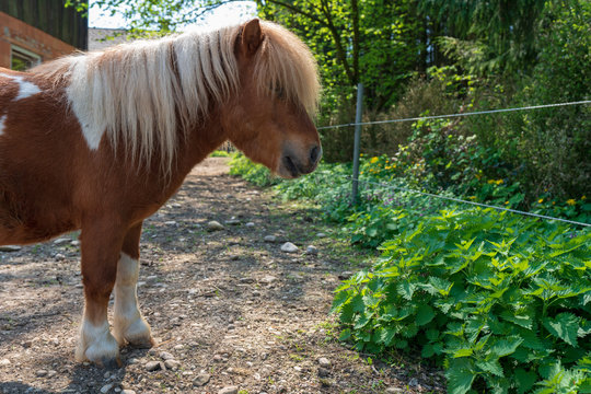 Zwergpony