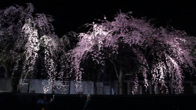 角館　武家屋敷　夜桜　ライトアップ