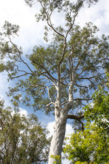Looking up at a tall white trunked gum tree against a beautiful blue sky with clouds