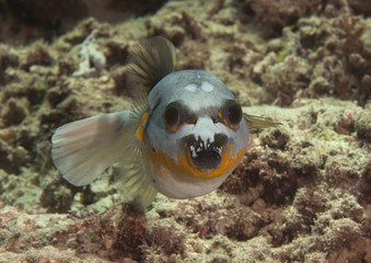 Blackspotted puffer( Arothron nigropunctatus ) swimming over coral reef of Bali, Indonesia	, face to face.