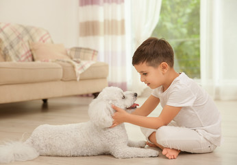 Little boy and bichon frise dog at home