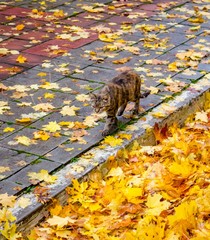 Cat strolls against the background of yellow autumn leaves
