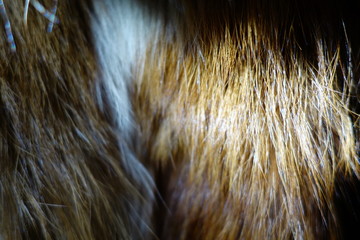 Golden and brown fur texture background