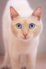 Fototapeta premium Beautiful begie cat with blue eyes stand, looking at camera, close-up portrait