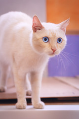 Careful begie cat with blue eyes stand and looking away camera, close-up portrait, blured background