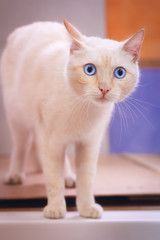 Scared begie cat with blue eyes stand and looking away, close-up portrait, blured color background