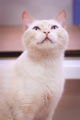 Fototapeta premium Happy begie cat smiling and looking up. Close-up portrait on blured background.
