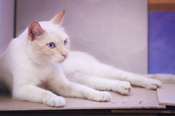 Important and proud begie cat lies and looking away