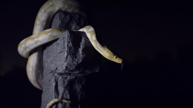 Albino snake on cross