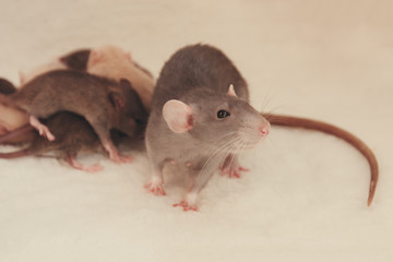 Mother rats and her cute children