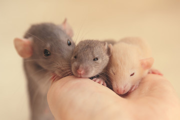 Mother rats care cute children