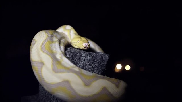Albino snake on stone