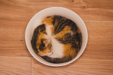 Cute three-colored kitten sleeping soundly and curled up in round bowl. Comfort zone concept. View...