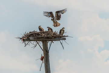 Osprey Dinner Time