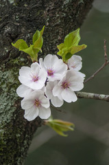 Flor de sakura