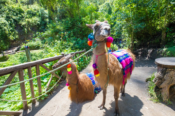 llamas Otavalo Ecuador