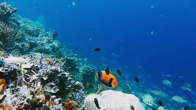 Underwater landscape of coral reef. Amazing underwater marine life world. Scuba diving and snorkeling