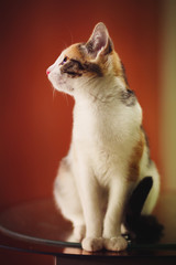 Curious young three-colored cat sitting on blured background, profile view