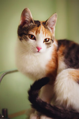 Sly young three-colored cat sitting, blured background
