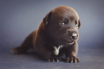 Fototapeta na wymiar One very cute black puppy looking away lying on a blue background