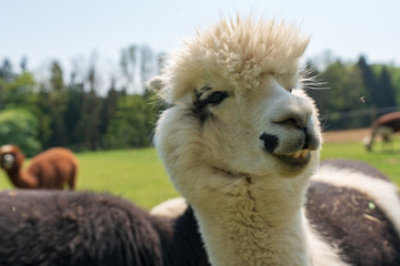 Alpaka