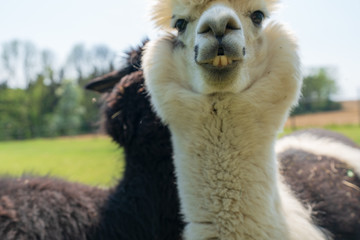 Obraz premium Alpaka