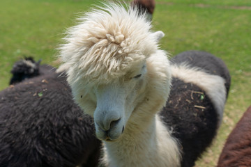 Obraz premium Alpaka