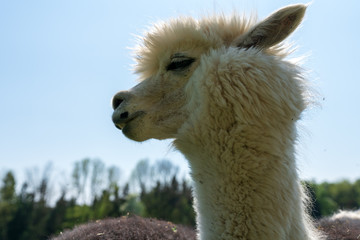 Obraz premium Alpaka