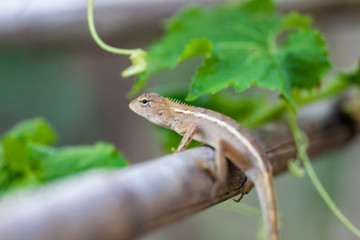 Lizard on log