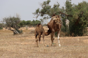 Kamele