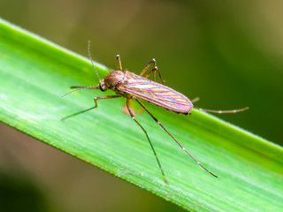 Yellow Fever, Malaria or Zika Virus Infected Mosquito Insect Macro on Green Background