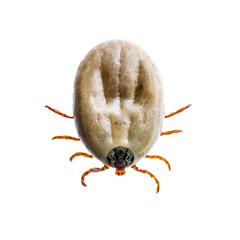 Encephalitis Virus or Lyme Disease Infected Tick Arachnid Insect Pest Isolated on White