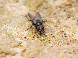 Diptera Meat Fly Insect On Ground