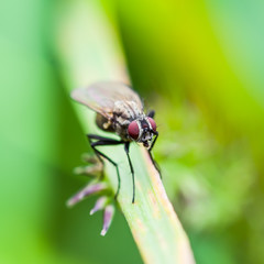 Exotic Drosophila Fruit Fly Diptera Insect on Green Grass